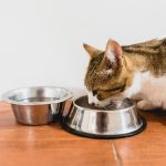 Pisica nu mănâncă hrană umedă! Ce pot face?